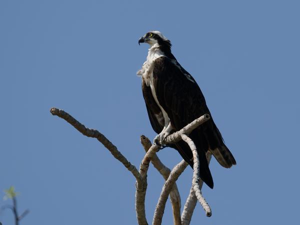 Visarend (Pandion haliaetus)